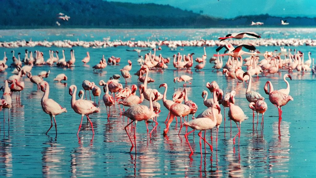 pink flamingos